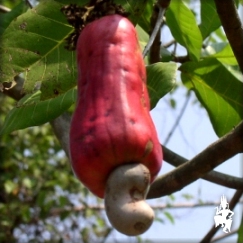 A cashew nut yeaterday ...