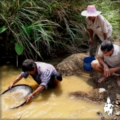 Washing gem bearing gravel at Bo Rai, Trat ...